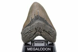 Massive, Fossil Megalodon Tooth - North Carolina #219999