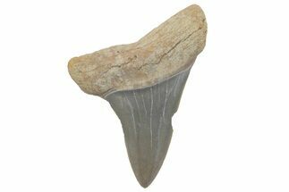 Fossil Mako Tooth - Lee Creek (Aurora), NC #220077
