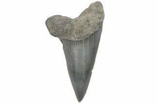 Fossil Mako Tooth - Lee Creek (Aurora), NC #220125