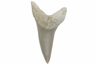 Fossil Mako Tooth - Lee Creek (Aurora), NC #220155