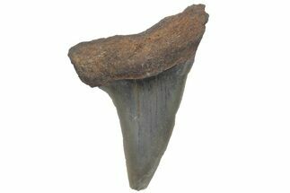 Fossil Mako Tooth - Lee Creek (Aurora), NC #220193