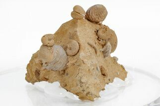 Miniature Fossil Cluster (Ammonites, Brachiopods) - France #219967