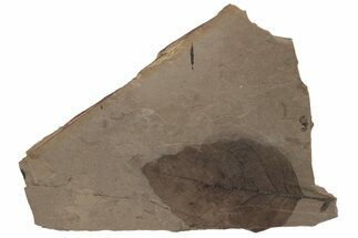 Fossil Leaf Plate (Fagus sp) - McAbee Fossil Beds, BC #220690