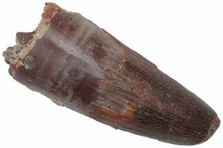 Fossil Spinosaurus Tooth - Robust Tooth #220765