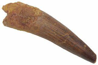 Fossil Spinosaurus Tooth - Real Dinosaur Tooth #220772