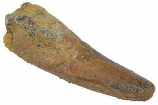 Fossil Spinosaurus Tooth - Real Dinosaur Tooth #220778