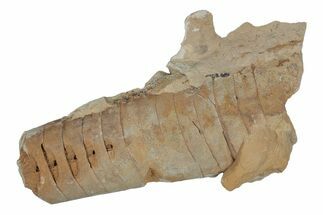 Ordovician Cephalopod (Actinoceras) Fossil - Wisconsin #220858