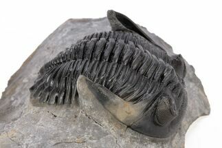 Detailed Hollardops Trilobite - Excellent Eye Facets #221036