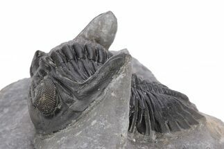 Detailed Hollardops Trilobite - Excellent Eye Facets #221037