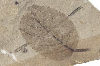 Fossil Leaf (Betula) - McAbee Fossil Beds, BC #221152