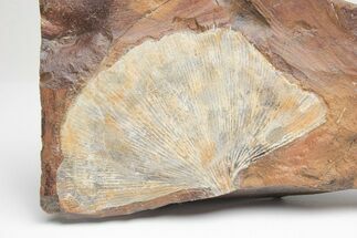 Fossil Ginkgo Leaf From North Dakota - Paleocene #221227