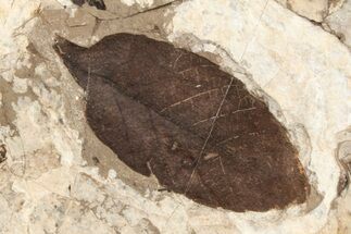 Fossil Leaf (Fagus) - McAbee Fossil Beds, BC #221198