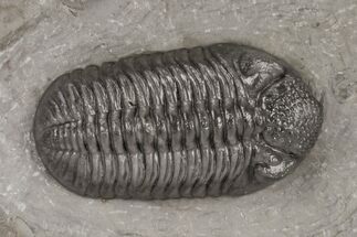 Austerops Trilobite From Jorf - Top Quality Specimen #221219