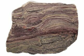 Polished Domal Stromatolite Slab - Western Australia #221457