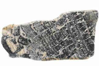 Proterozoic Columnar Stromatolite (Asperia) Slab - Australia #221473