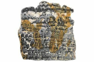 Proterozoic Columnar Stromatolite (Asperia) Slab - Australia #221481