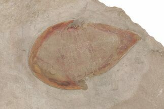 Rare, Kierarges Trilobites - Fezouata Formation #221627