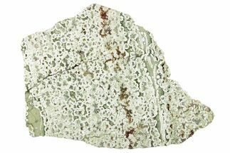 Polished Rainforest Jasper (Rhyolite) Slab - Australia #221929