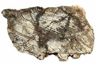 Polished Strelley Pool Stromatolite Slab - Billion Years Old #221705