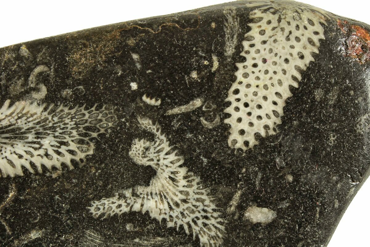 5.85" Polished Devonian Fossil Coral and Bryozoan Plate Morocco