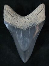 Beautiful, Grey Lower Megalodon Tooth #13536