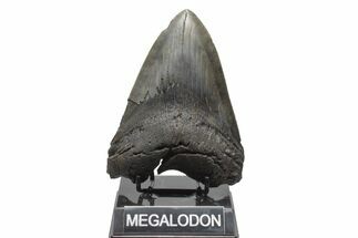Giant, Fossil Megalodon Tooth - South Carolina #221788