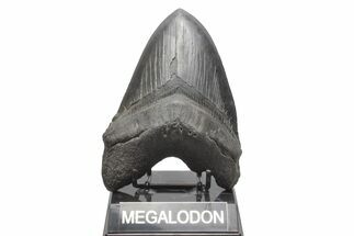 Fossil Megalodon Tooth - Huge River Meg #221790