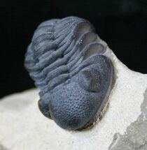 Beautiful Phacops Trilobite - Foum Zegui, Morocco #13542