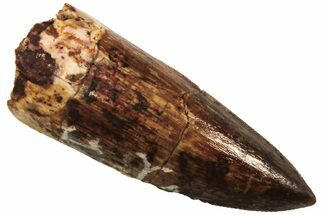 Serrated, Fossil Phytosaur (Redondasaurus) Tooth - New Mexico #219470