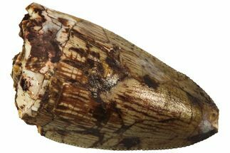 Serrated, Fossil Phytosaur (Redondasaurus) Tooth - New Mexico #219487