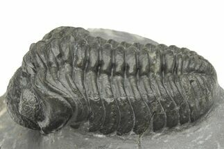 Phacopid (Adrisiops) Trilobite - Jbel Oudriss, Morocco #222403