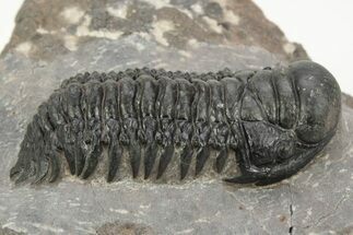 Detailed Crotalocephalina Trilobite - Atchana, Morocco #222440