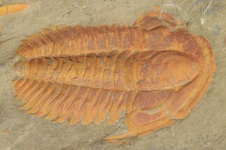 Cambrian Trilobite (Hamatolenus) - Pos/Neg Split #222419