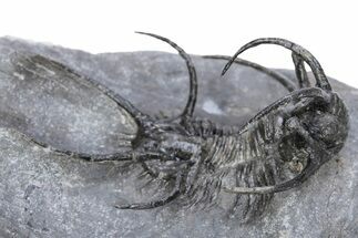 Spiny Ceratarges Trilobite - Zireg, Morocco #222478