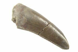 carnotaurus tooth for sale