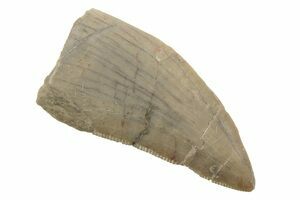 carnotaurus tooth for sale