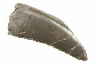 Serrated, Megalosaurid (Marshosaurus) Tooth - Colorado #222499