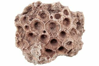 Fossil Coral (Hexagonaria) - Arizona #219276