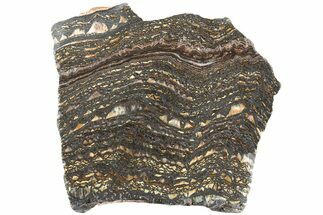 Polished Tiger Iron Stromatolite Slab - Billion Years #222030