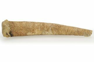 Ordovician, Cephalopod (Allumettoceras) Fossil - Wisconsin #221311