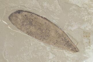 Legume Fossil - Green River Formation, Utah #219771