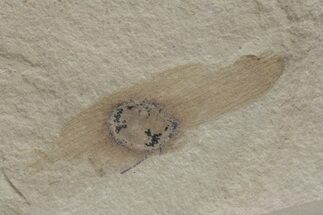 Fossil Plant (Ailanthus) Samara - Green River Formation, Utah #219779