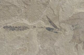 Fossil Sycamore Leaf and Catkin Flower - Utah #219787