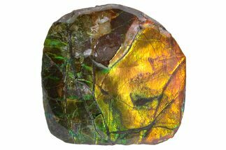 Iridescent Ammolite (Fossil Ammonite Shell) - Alberta, Canada #222702