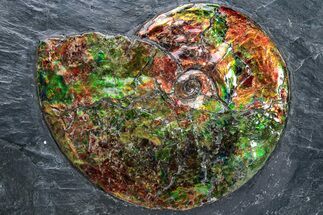 Brilliant Ammonite Fossil Preserved In Precious Ammolite! #222717