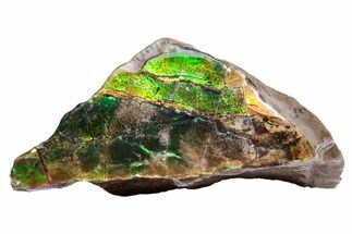 Iridescent Ammolite (Fossil Ammonite Shell) - Alberta, Canada #222721