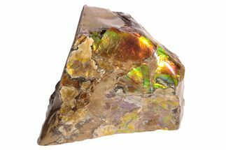 Iridescent Ammolite (Fossil Ammonite Shell) - Alberta, Canada #222728