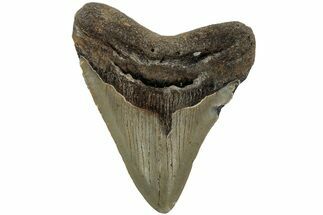 Fossil Megalodon Tooth - North Carolina #219424