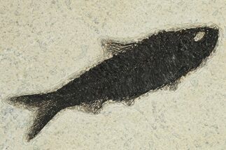 Dark Black Fossil Fish (Knightia) - Wyoming #222830