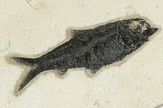 Fossil Fish (Knightia) - Wyoming #222841